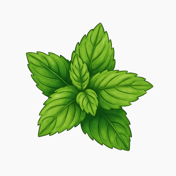 Extrait de Menthe Poivrée